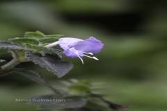 Strobilanthes heyneanus